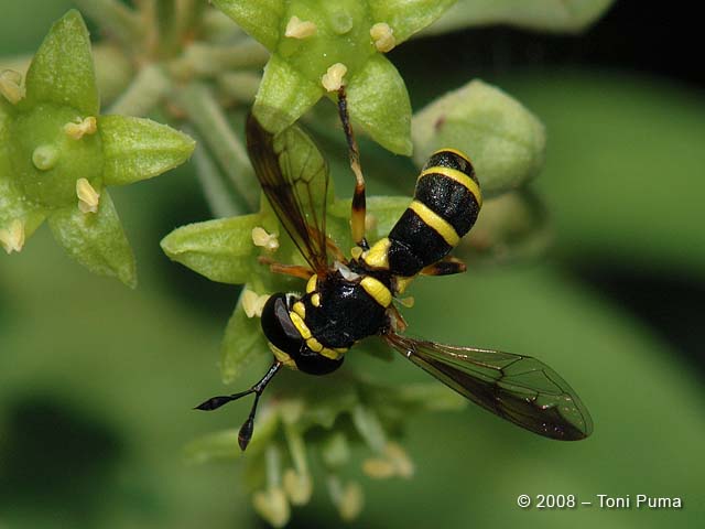 Ceriana vespiformis M (Syrphidae)